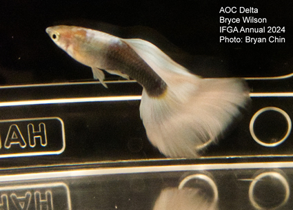 guppy aoc white